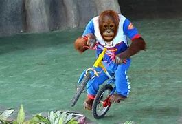 Image result for Orangutan On Bike Meme