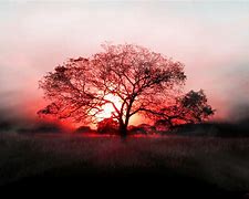 Image result for trees silhouettes sunsets wallpapers