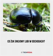 Image result for co_to_znaczy_Żuk_gnojowy