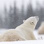 Image result for Polar Bear Top-Down