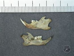 Image result for Rat Jaw Bone