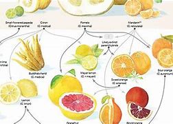 Image result for Citrus Family Tree