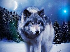 Image result for Most Beautiful HD Wolf Wallpaper