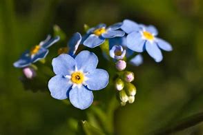 Image result for Wildflower Case Patterns Blue Flowers