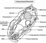 Image result for Cactus Cell