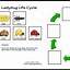 Image result for Ladybug Life Cycle Kindergarten Activity