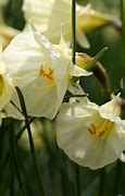 Image result for Narcissus Spoirot