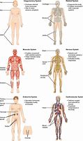 Image result for Human Structure Simple Diagram