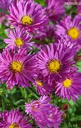 Image result for Aster Jenny (Dumosus-Group)