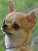 Image result for Apple Head Teacup Chihuahuas