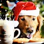 Image result for Happy Holidays Animals