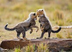 Image result for Baby Animals Playing