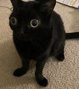 Image result for Goofy Aah Cat