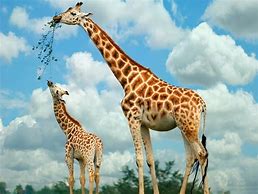 Image result for Giraffe