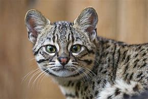 Image result for Pet Cat