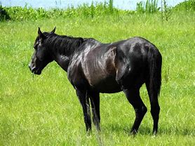 Image result for Florida Cracker Horse Breed