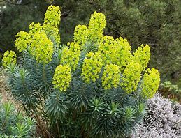 Euphorbia characias എന്നതിനുള്ള ഇമേജ് ഫലം