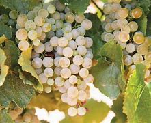 Image result for Cana Petit Manseng