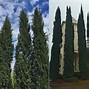 Image result for Cypress Vine