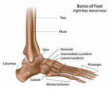 Image result for Foot Anatomy Chart