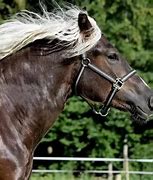Image result for Beautiful Black Forest Horse