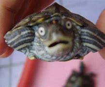 Image result for Confused Turtle Meme