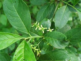 Image result for Euonymus europaeus