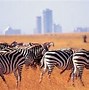 Image result for Safari Park Estate Kenya Nairobi