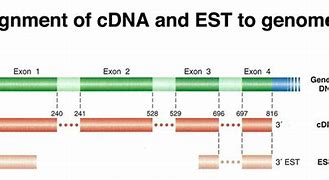 Image result for Est cDNA