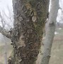 Image result for Apple Tree Fungus Identification