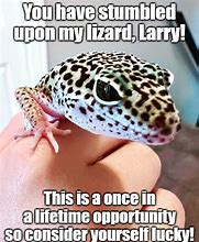 Image result for Leopard Gecko Memes