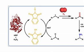 Image result for PEROXIDASE