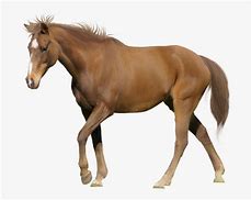 Image result for Horse Image with No Background Color