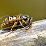 Image result for Flies That Look Like Bumble Bees