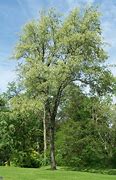 Image result for North American Black Cherry Tree