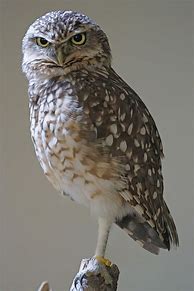 Image result for Owls Chirp