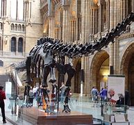 Image result for Dippy Natural History Museum