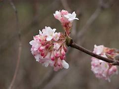 Image result for Viburnum bodnantense deben