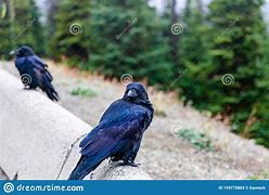 Image result for Ravens Looking Camera