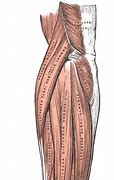 Image result for Anatomy Forearm Arm Muscles