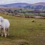 Image result for Brecon Beacons National Park Animals