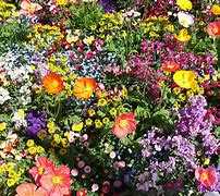 Image result for Schöne Blume Zum Kopieren