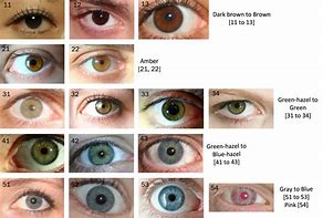 Image result for Eye Color Chart for Passport