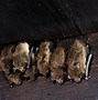 Image result for Horseshoe Bat Poop