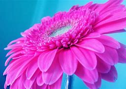 Image result for Hot Pink Desktop