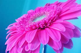 Image result for Hot Pink Wallpaper