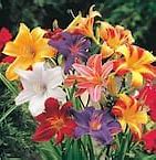 Image result for Spring Colored Flowers