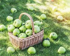 Image result for Basket Qith 5 Apple