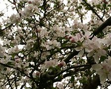 Image result for Red Apple Tree Blossom