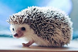 Image result for Adorable Hedgehog